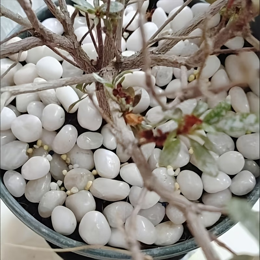 Galets blancs polis 300/600g,  - Bonsai Rock Garden avis et prix