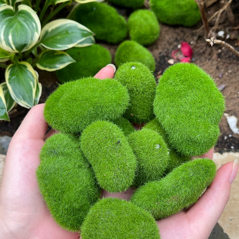 50/5 PIÈCES Pierres artificiel - Bonsai Rock Garden avis et prix